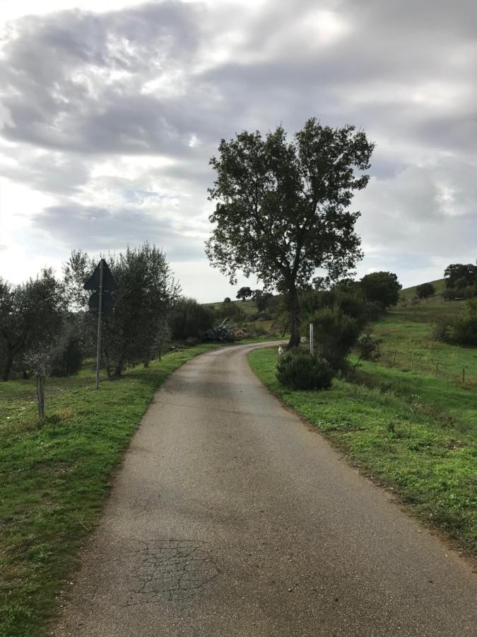 Podere Pini Magliano in Toscana Exteriör bild